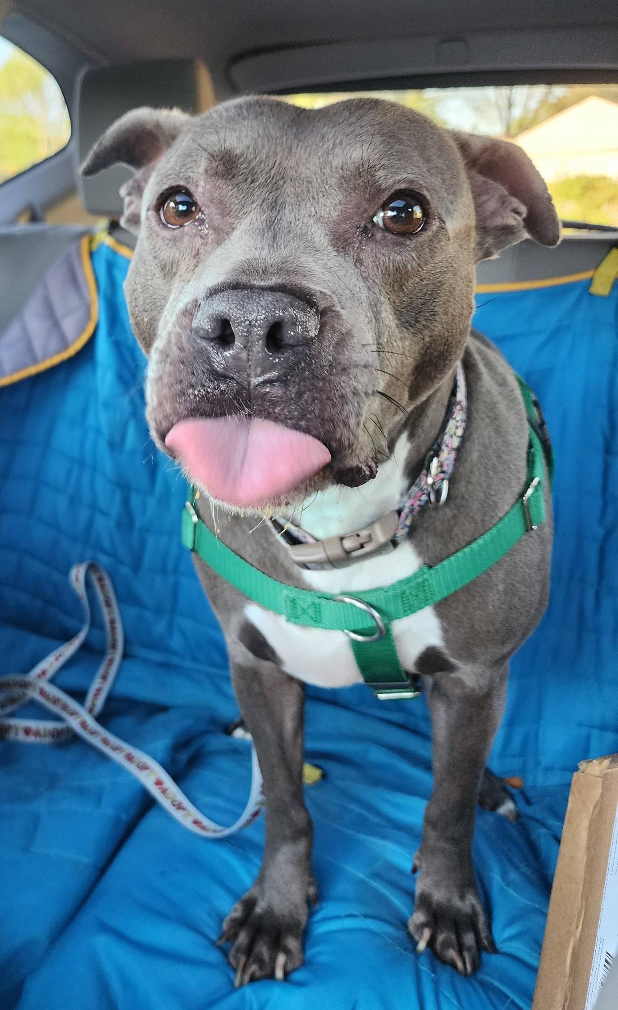 Blueberry, a Adoptable mixed breed in Troy, MI image 4/6