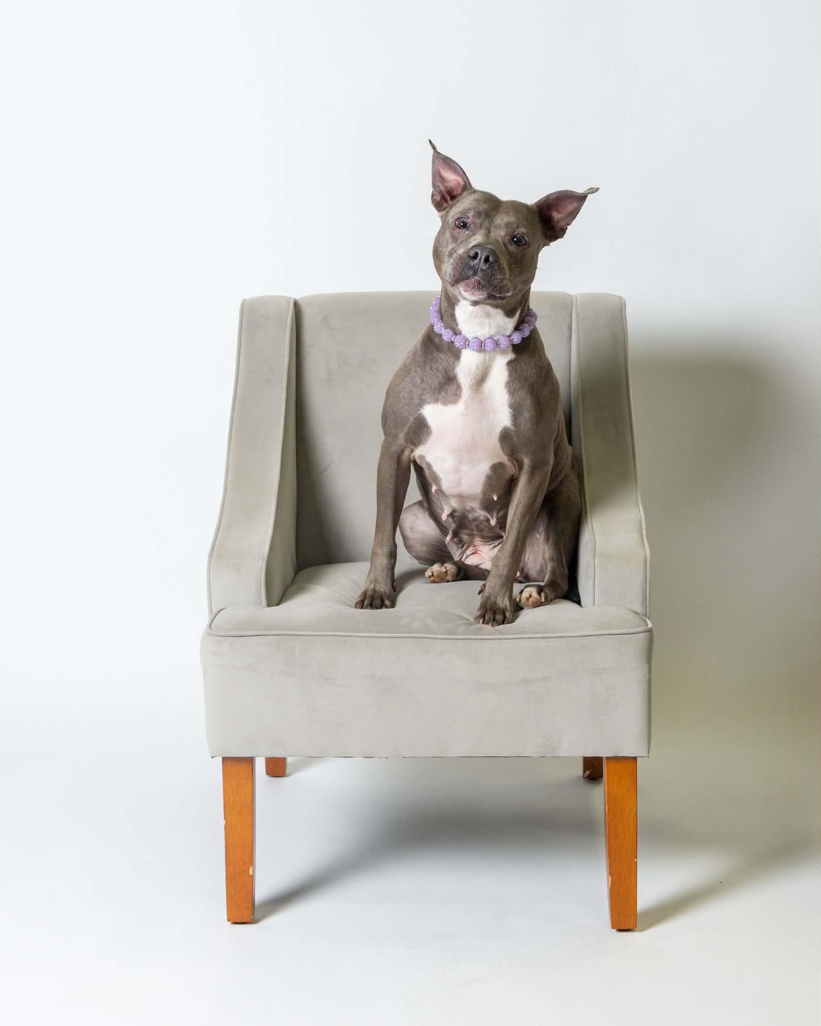 Enlarge Blueberry, a Adoptable mixed breed in Troy, MI image 3/6