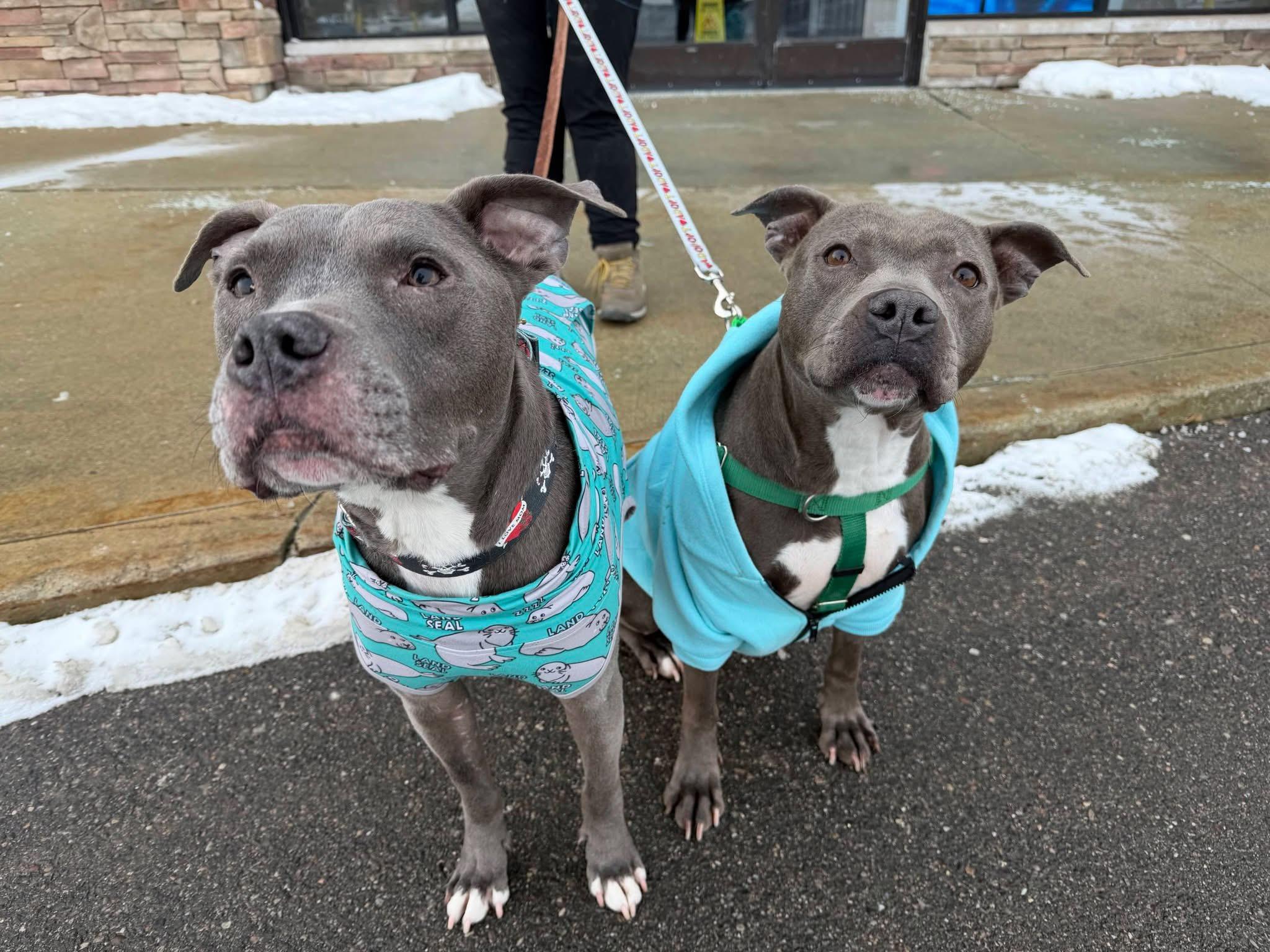 Blueberry, a Adoptable mixed breed in Troy, MI image 5/6
