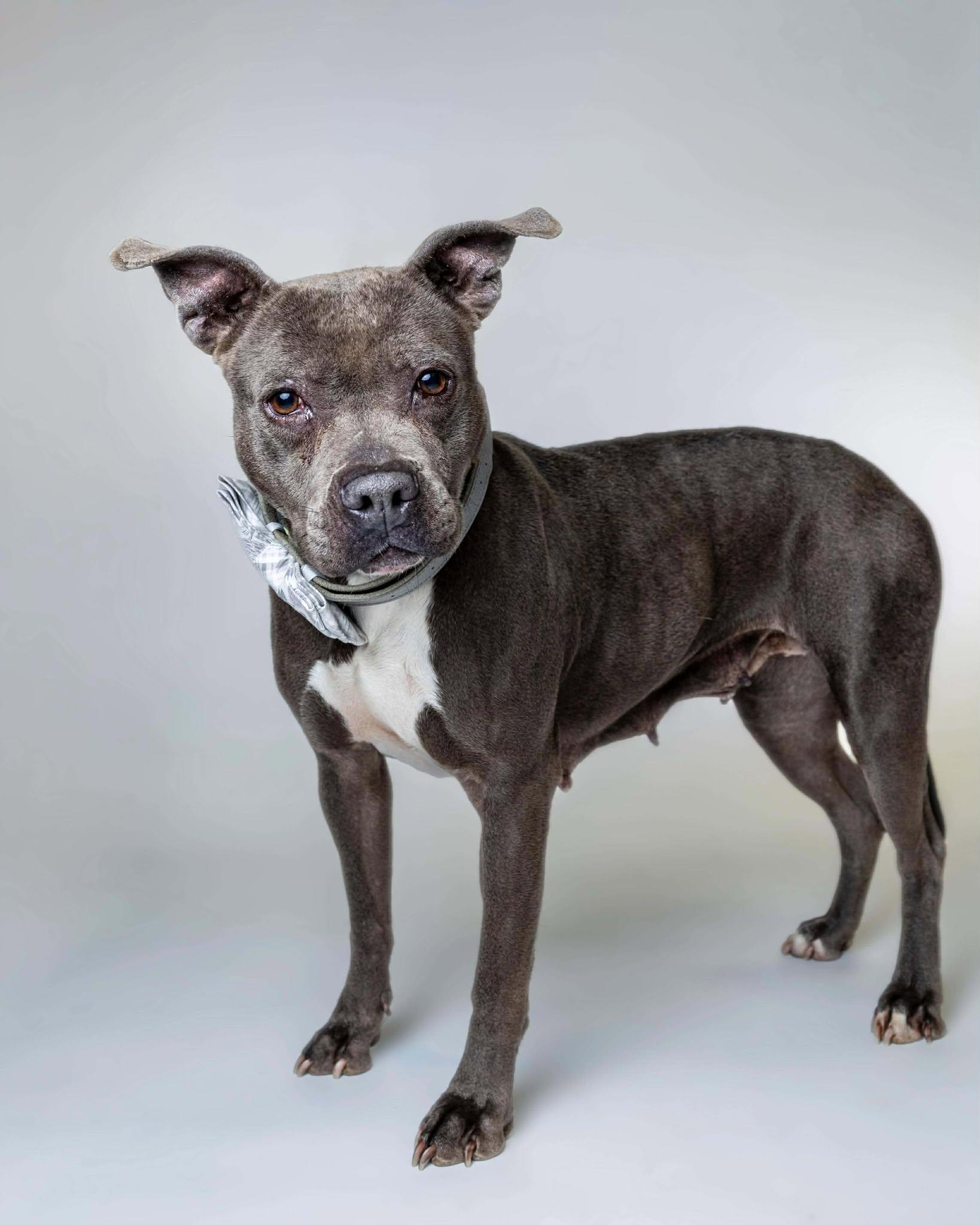 Enlarge Blueberry, a Adoptable mixed breed in Troy, MI image 4/6