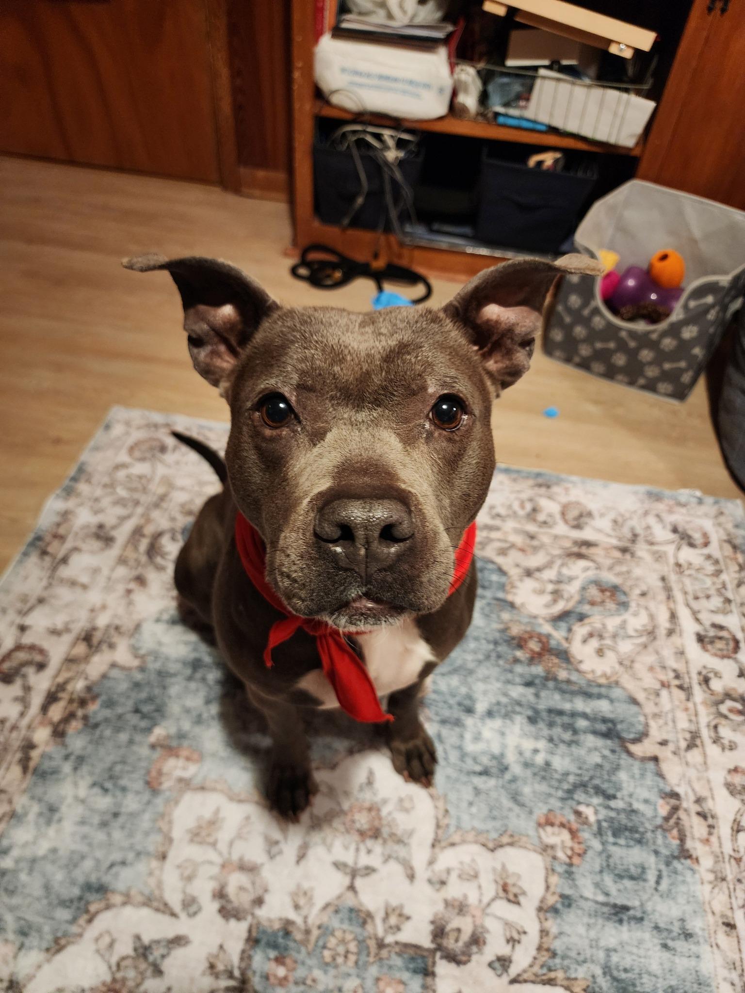 Blueberry, a Adoptable mixed breed in Troy, MI image 6/6