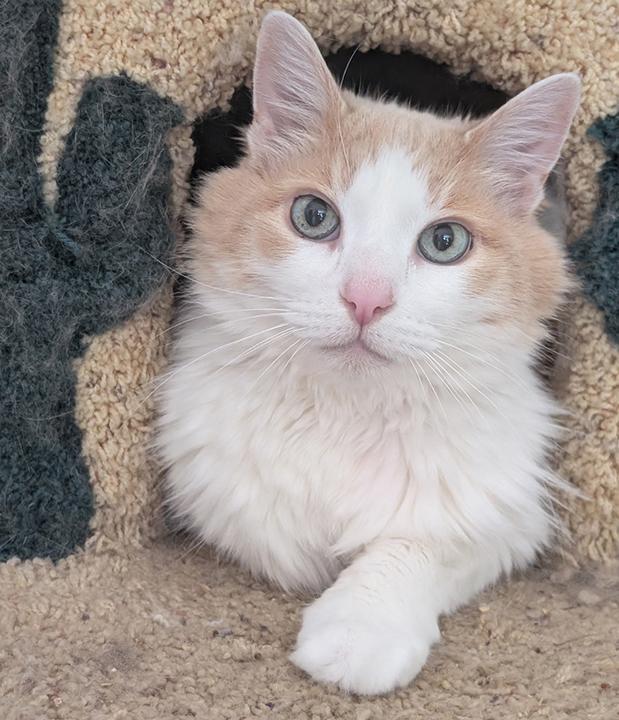 Enlarge Gingersnap, a Adopted Domestic Medium Hair in Carlsbad, CA image 1/6