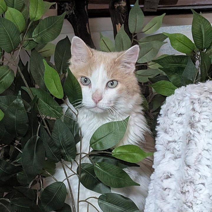 Enlarge Gingersnap, a Adopted Domestic Medium Hair in Carlsbad, CA image 4/6