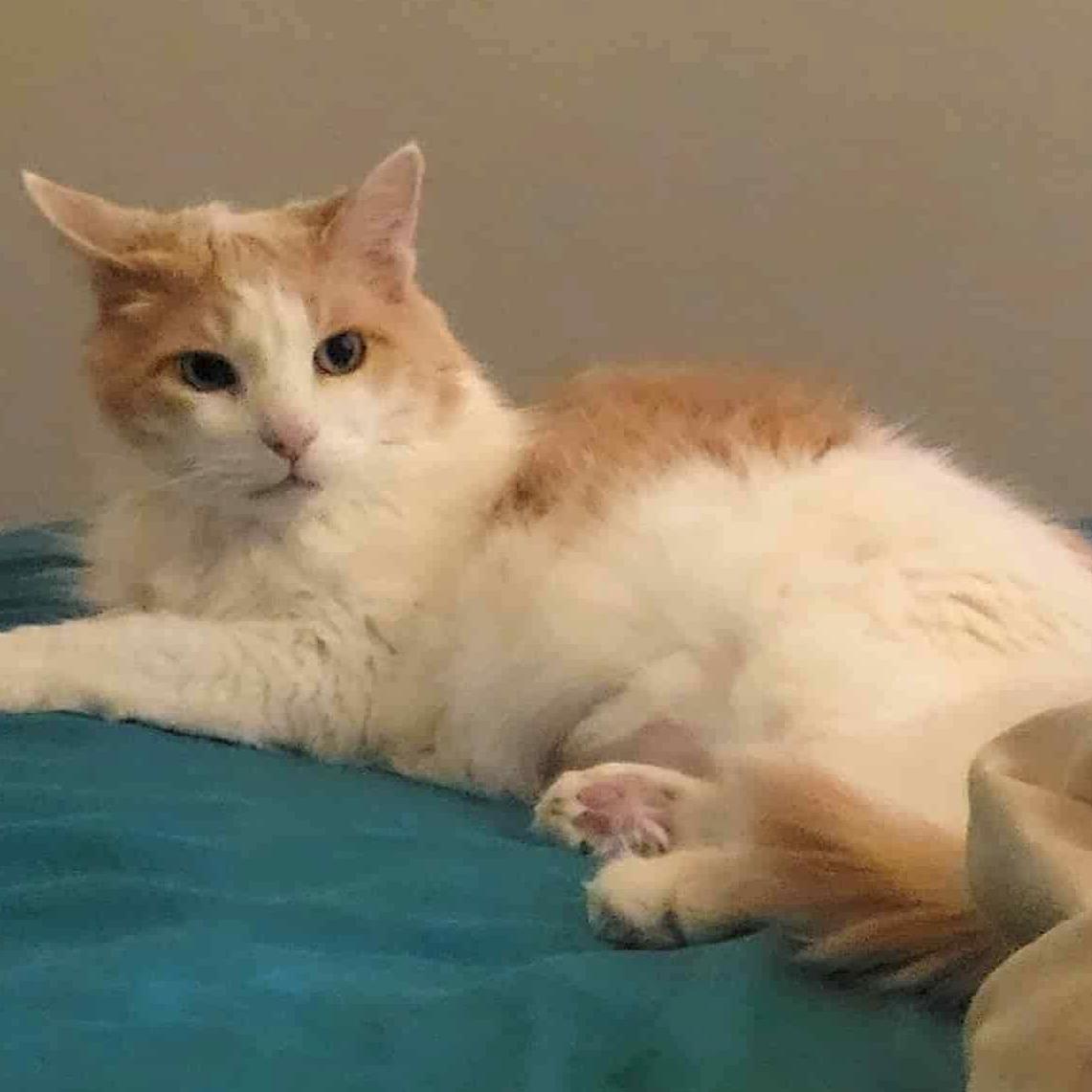 Enlarge Gingersnap, a Adopted Domestic Medium Hair in Carlsbad, CA image 5/6