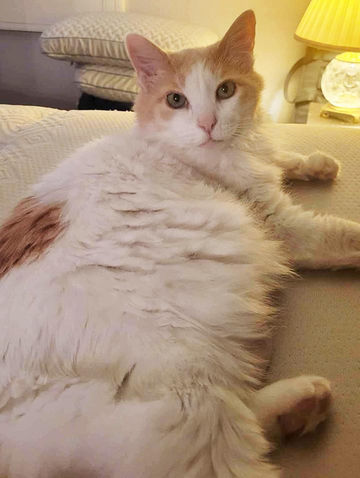 Enlarge Gingersnap, a Adopted Domestic Medium Hair in Carlsbad, CA image 3/6