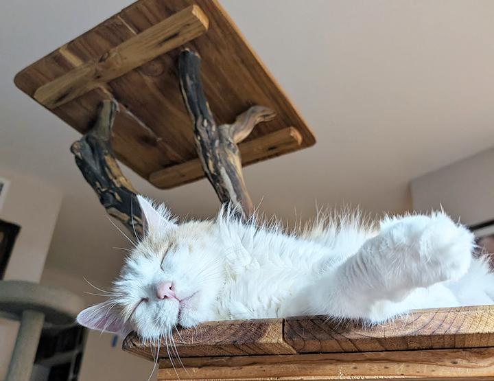 Enlarge Gingersnap, a Adopted Domestic Medium Hair in Carlsbad, CA image 6/6