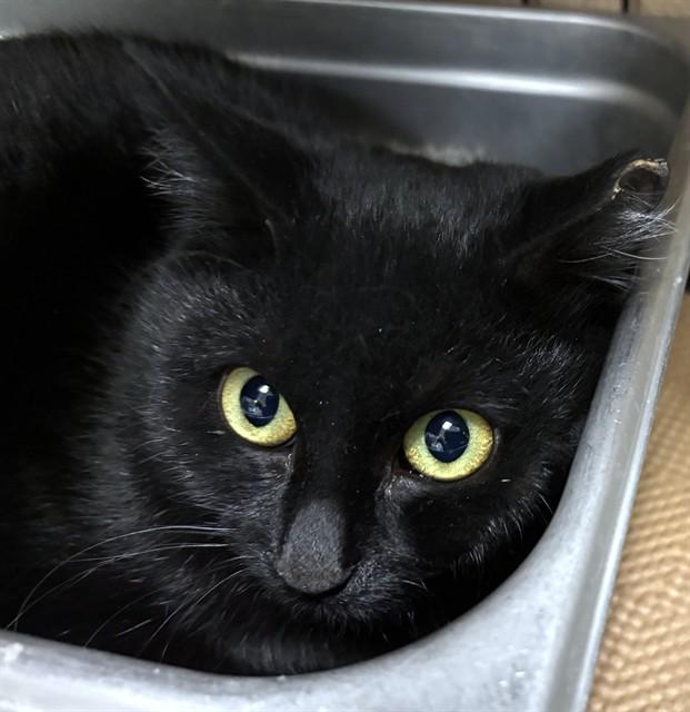 BABS, Adoptable, Young Female Domestic Short Hair.