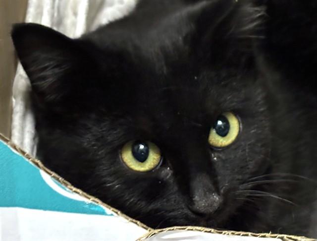 BABS, Adoptable, Young Female Domestic Short Hair.