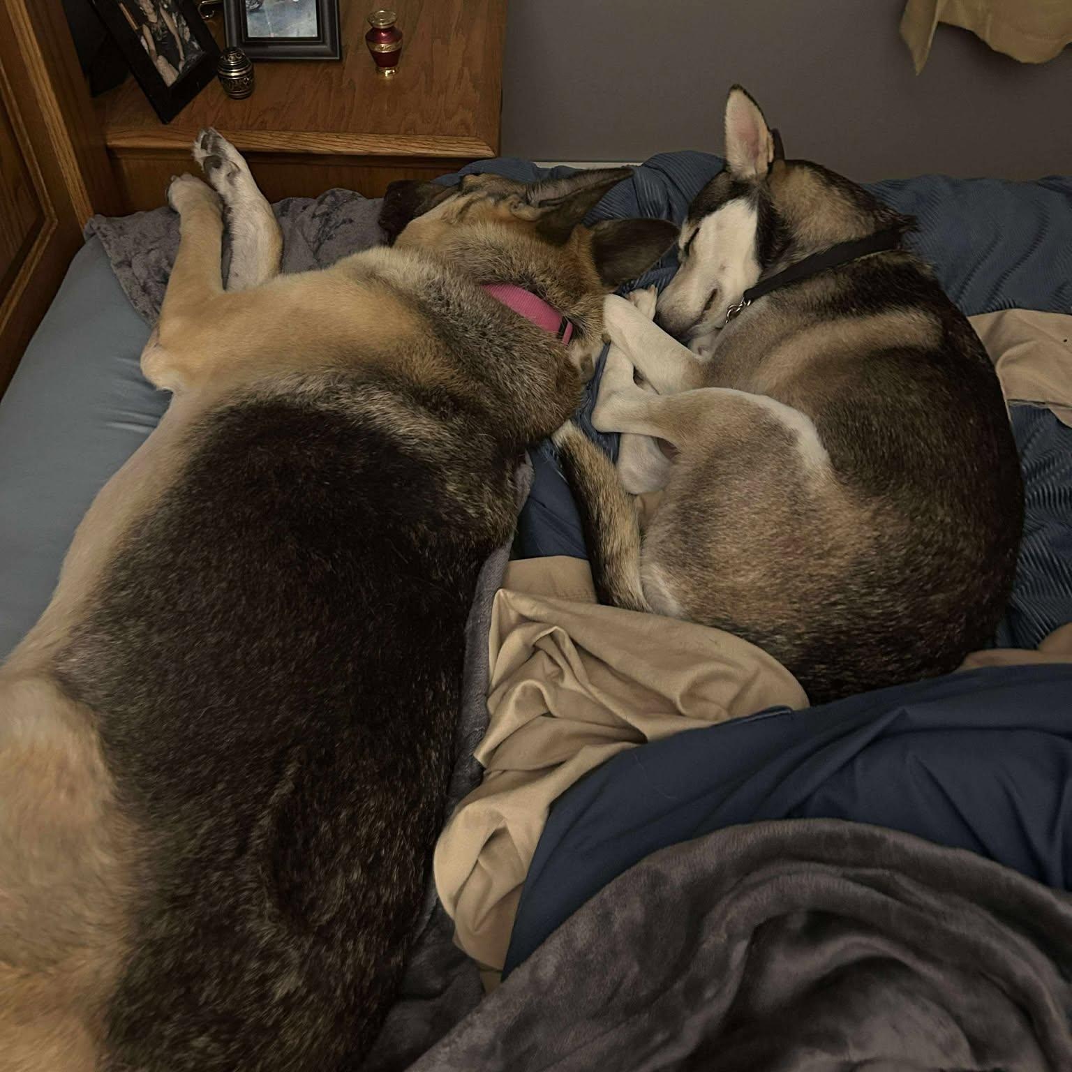 Shelby, a Adoptable mixed breed in New Cumberland, WV image 4/6