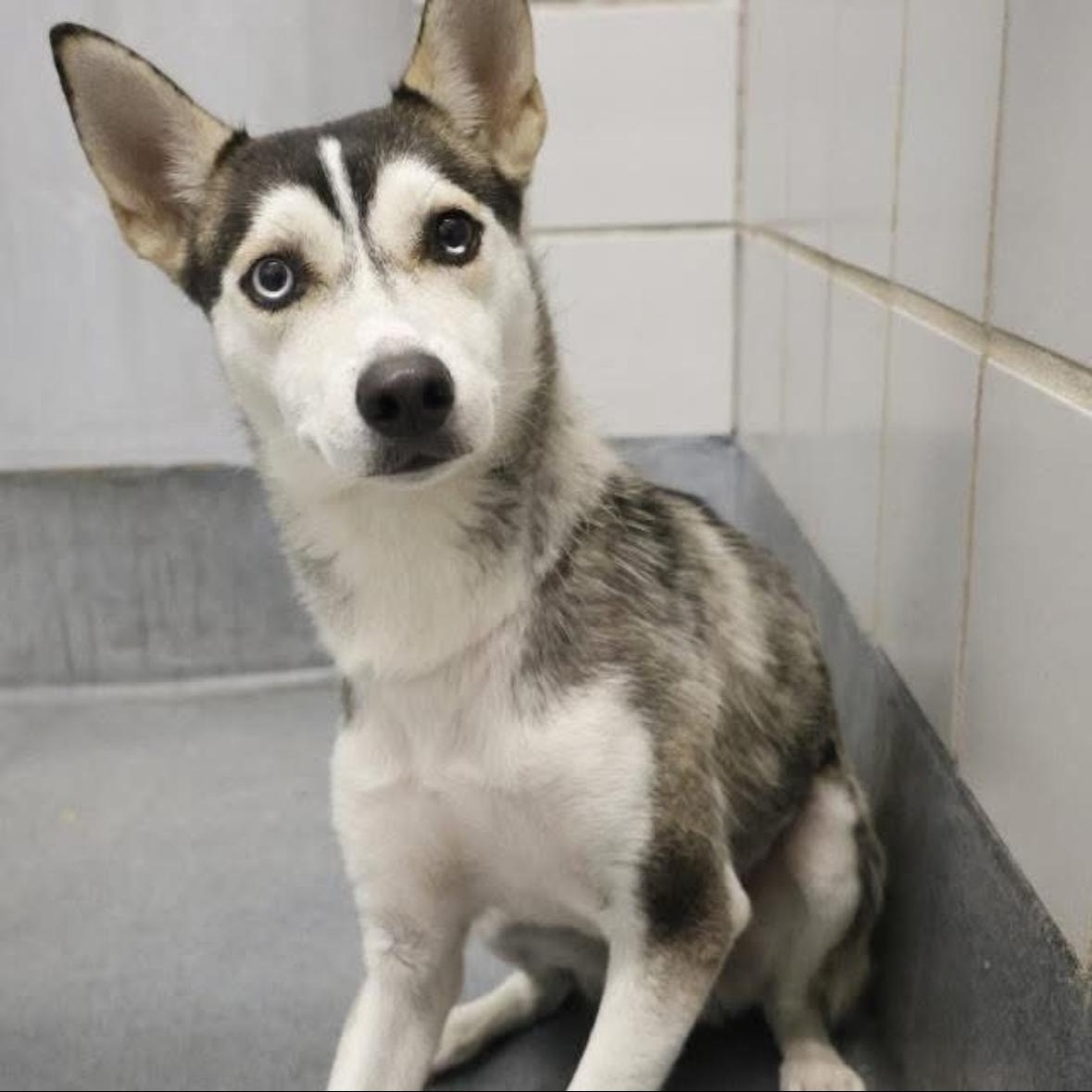 Shelby, a Adoptable mixed breed in New Cumberland, WV image 5/6