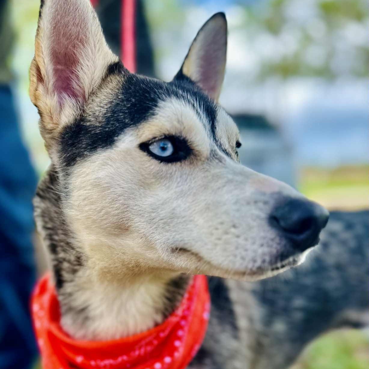 Shelby, a Adoptable mixed breed in New Cumberland, WV image 6/6
