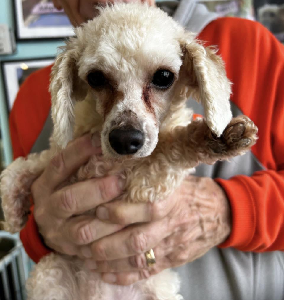 Lizzie, adopted, Adult Female Poodle.