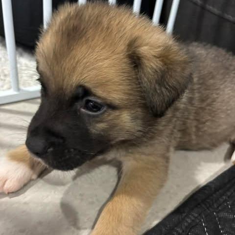 Grogu, a Adoptable Mixed Breed in Calgary, AB image 1/6