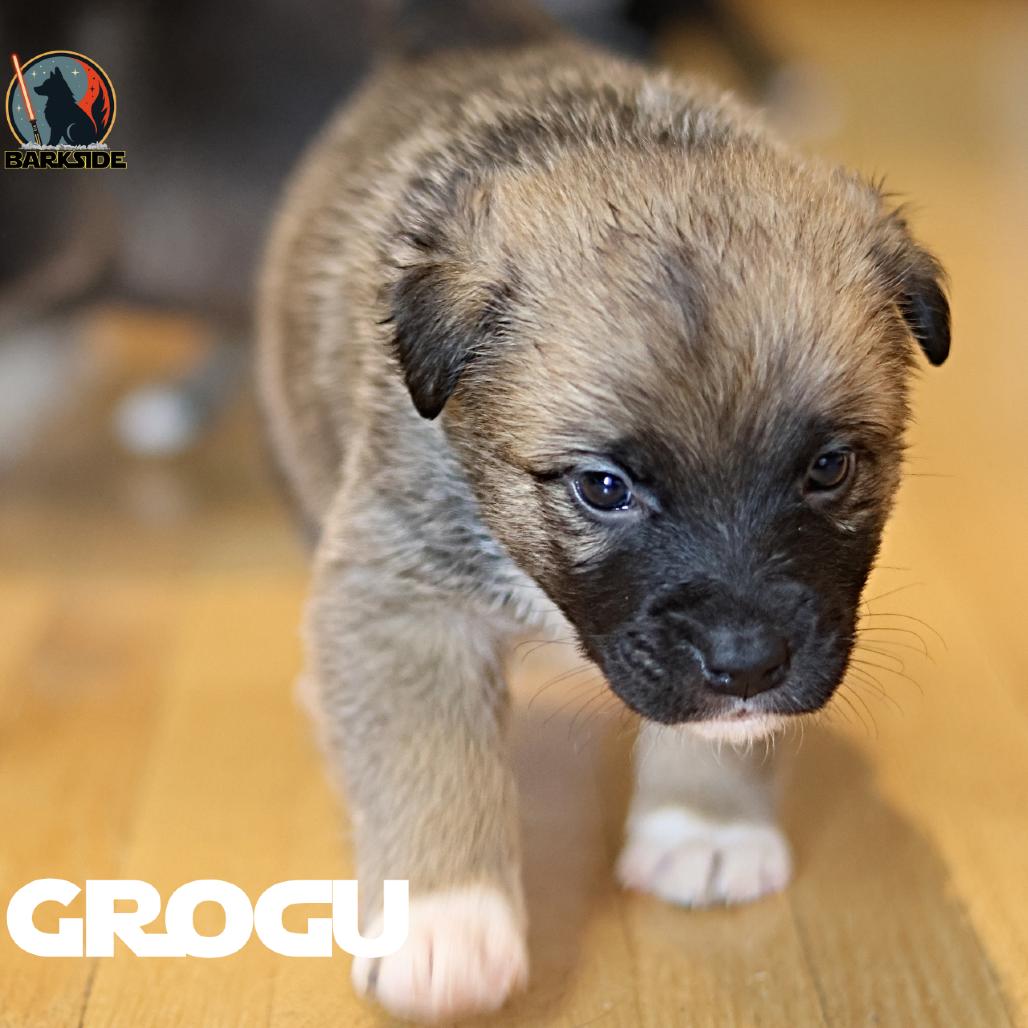 Grogu, Adoptable, Puppy Male Mixed Breed.