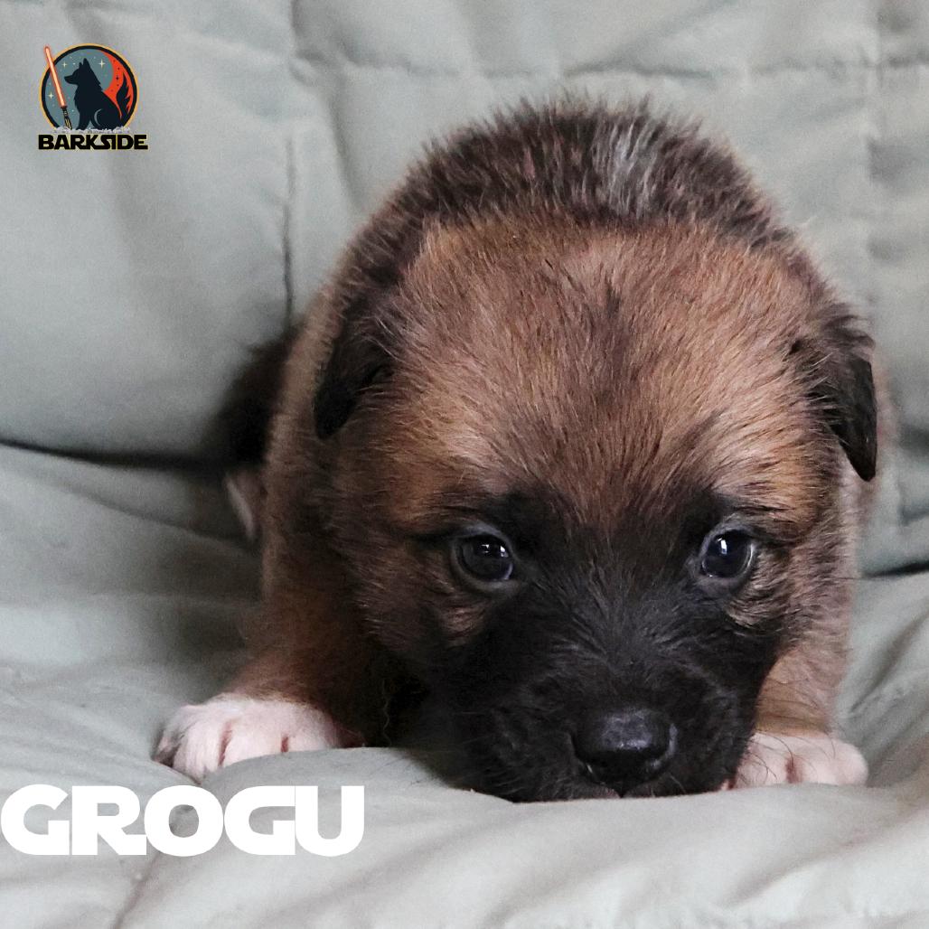 Grogu, a Adoptable Mixed Breed in Calgary, AB image 3/6