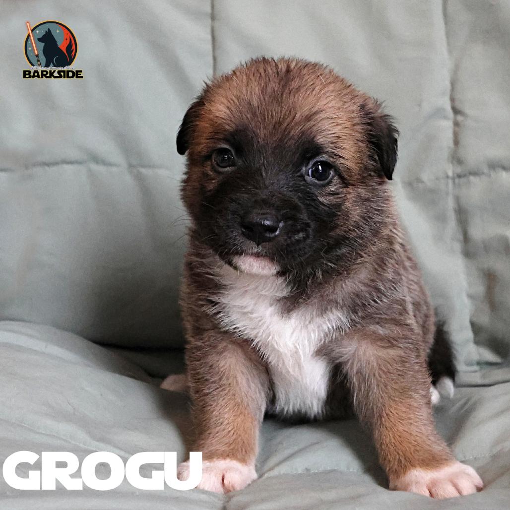 Grogu, a Adoptable Mixed Breed in Calgary, AB image 4/6