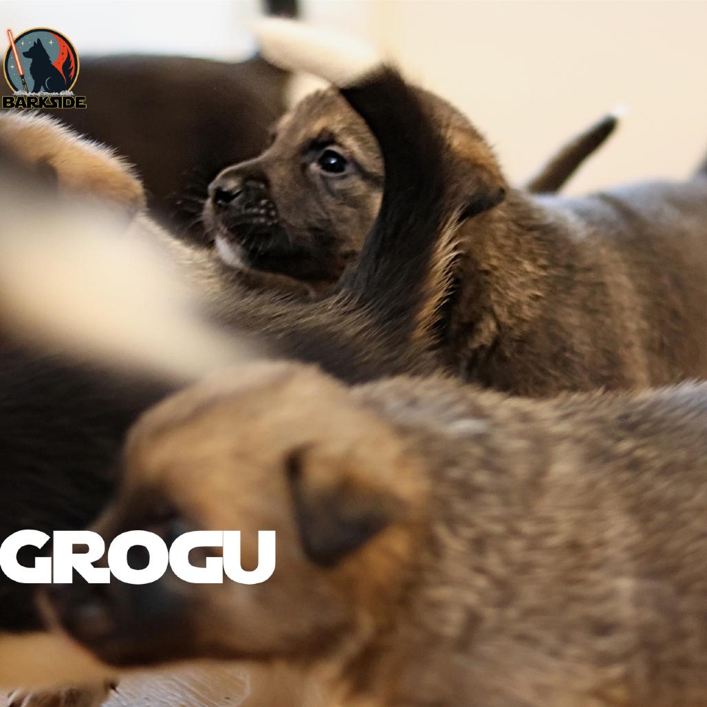 Grogu, a Adoptable Mixed Breed in Calgary, AB image 5/6