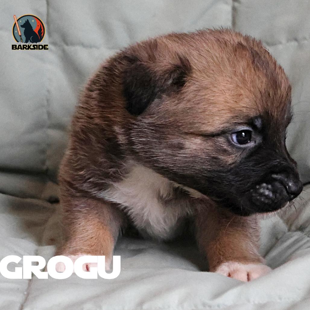 Grogu, a Adoptable Mixed Breed in Calgary, AB image 6/6