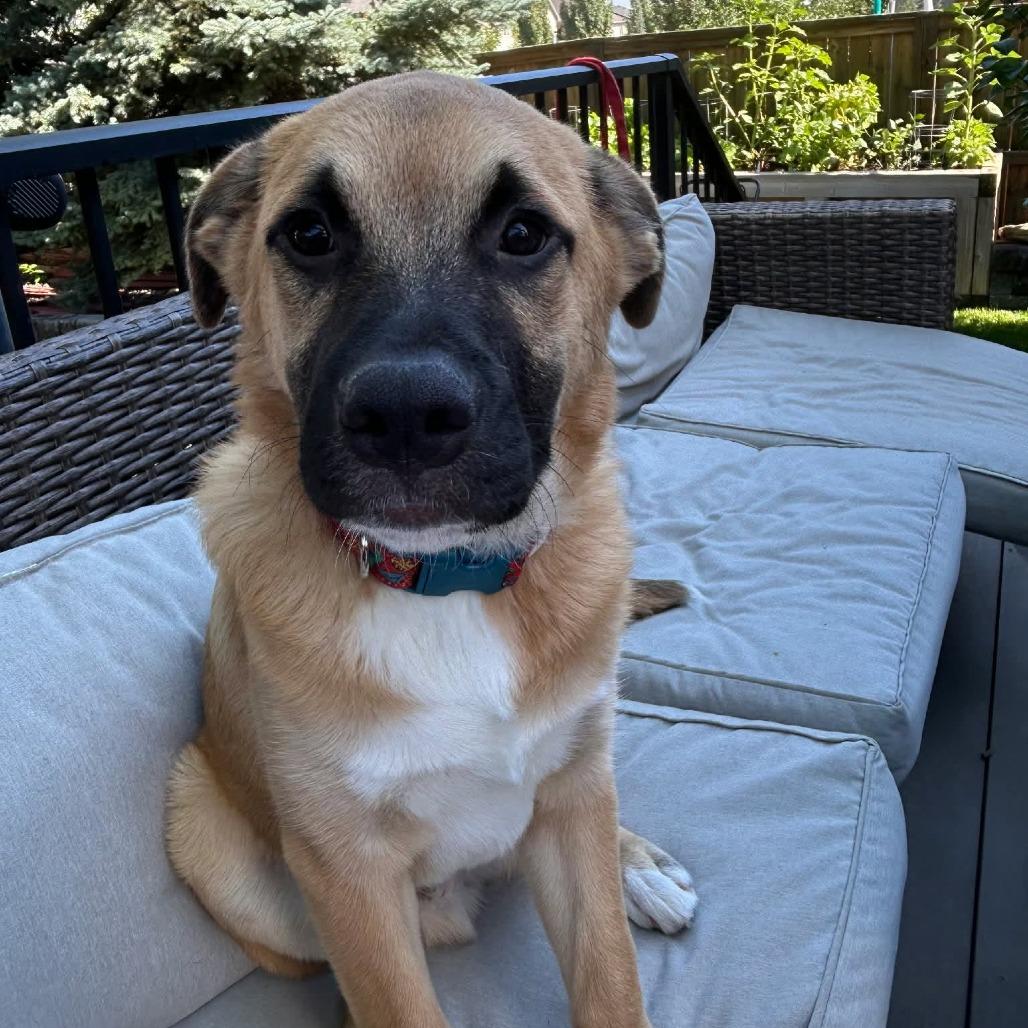 Enlarge Grogu, a Adoptable Mixed Breed in Calgary, AB image 6/6