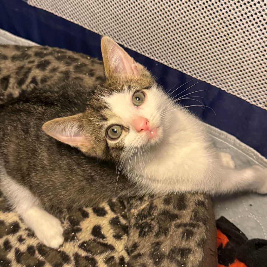 Enlarge Reef, a Adoptable Domestic Short Hair in Jupiter, FL image 1/6
