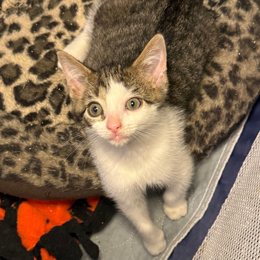 Enlarge Reef, a Adoptable Domestic Short Hair in Jupiter, FL image 3/6