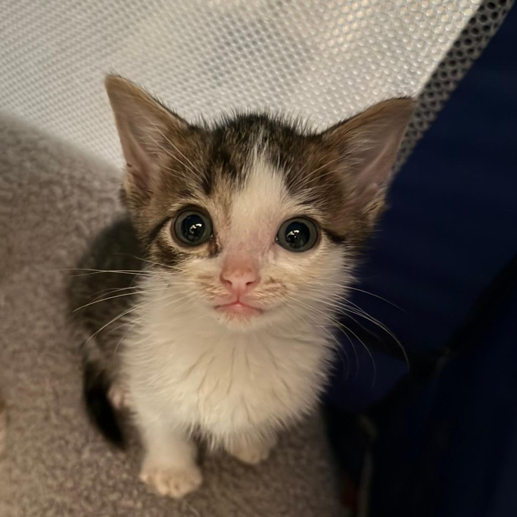 Enlarge Reef, a Adoptable Domestic Short Hair in Jupiter, FL image 4/6
