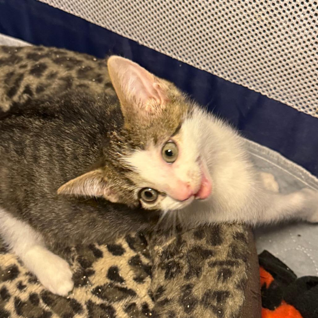 Enlarge Reef, a Adoptable Domestic Short Hair in Jupiter, FL image 5/6