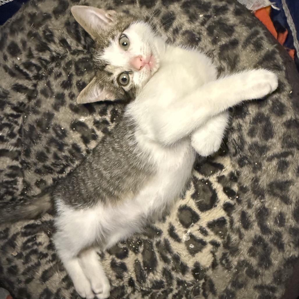 Enlarge Reef, a Adoptable Domestic Short Hair in Jupiter, FL image 6/6