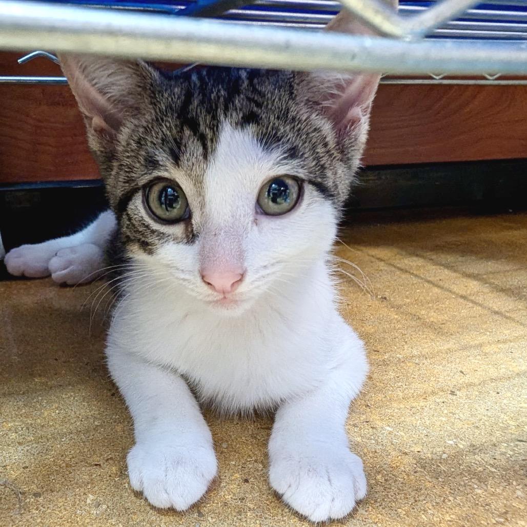 Reef, a Adoptable Domestic Short Hair in Jupiter, FL image 5/6