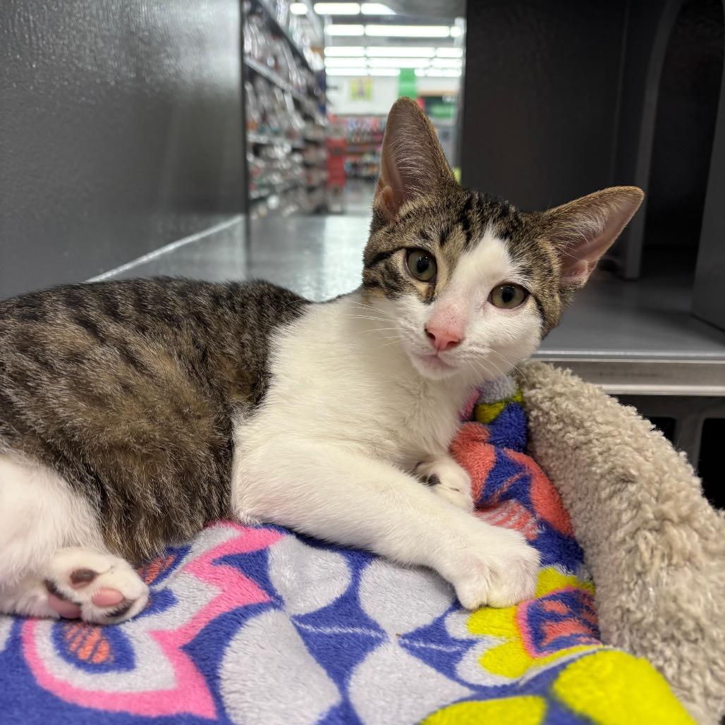 Reef, a Adoptable Domestic Short Hair in Jupiter, FL image 6/6