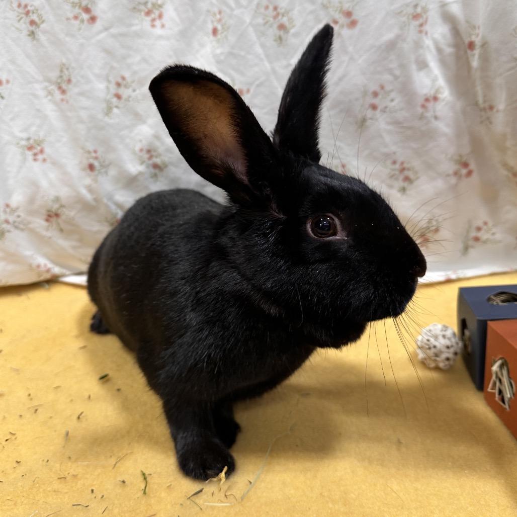 Zekrom, a Adoptable Bunny Rabbit in Puslinch, ON image 1/5
