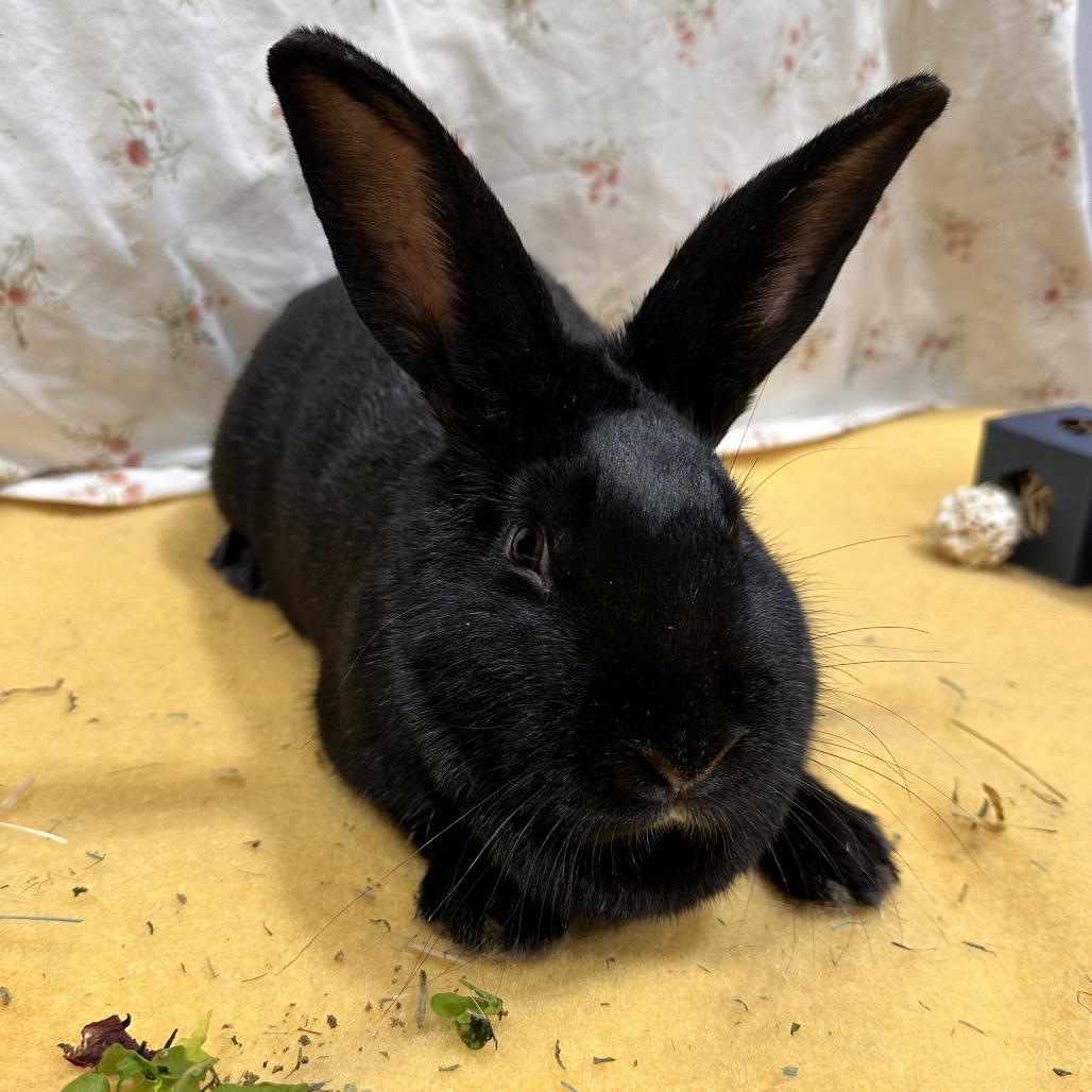 Zekrom, a Adoptable Bunny Rabbit in Puslinch, ON image 2/5