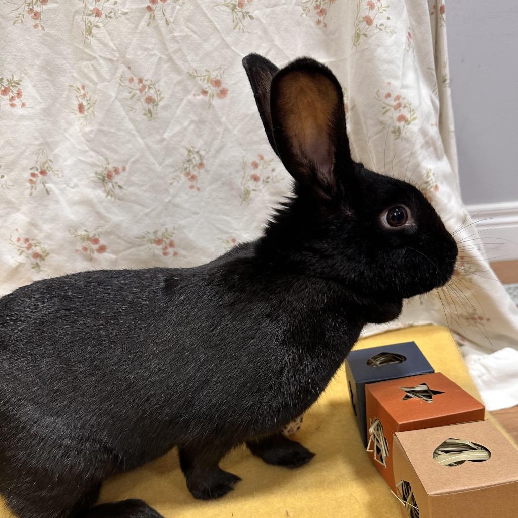 Zekrom, a Adoptable Bunny Rabbit in Puslinch, ON image 3/5