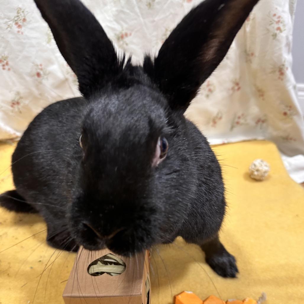 Zekrom, a Adoptable Bunny Rabbit in Puslinch, ON image 4/5