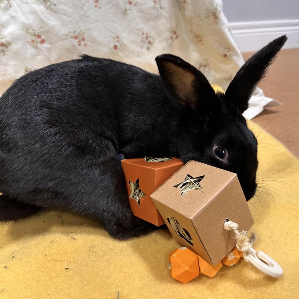 Zekrom, a Adoptable Bunny Rabbit in Puslinch, ON image 5/5