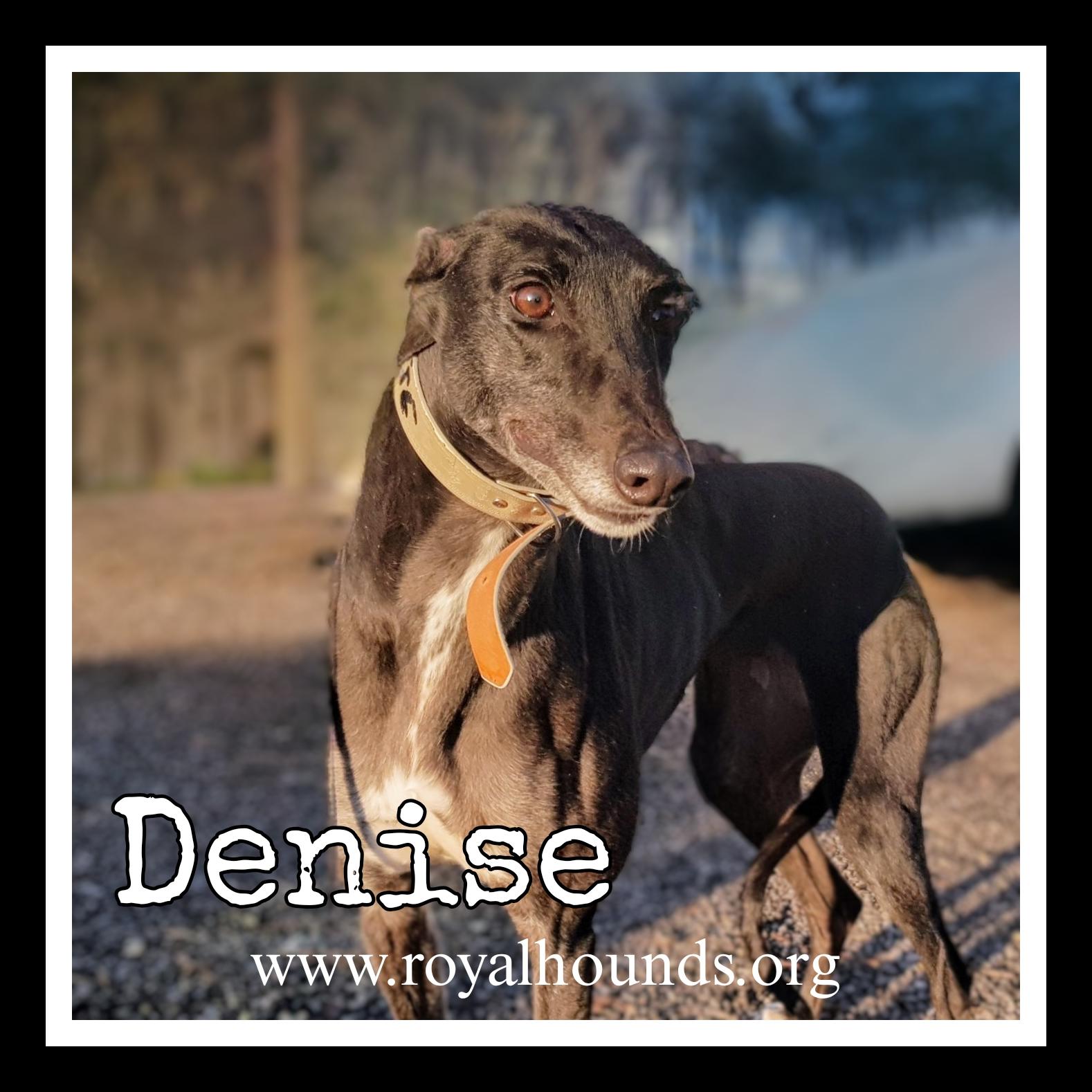 Meet Denise  the Sweetheart from Down Under  Denise is a bundle of joy with a heart as wide