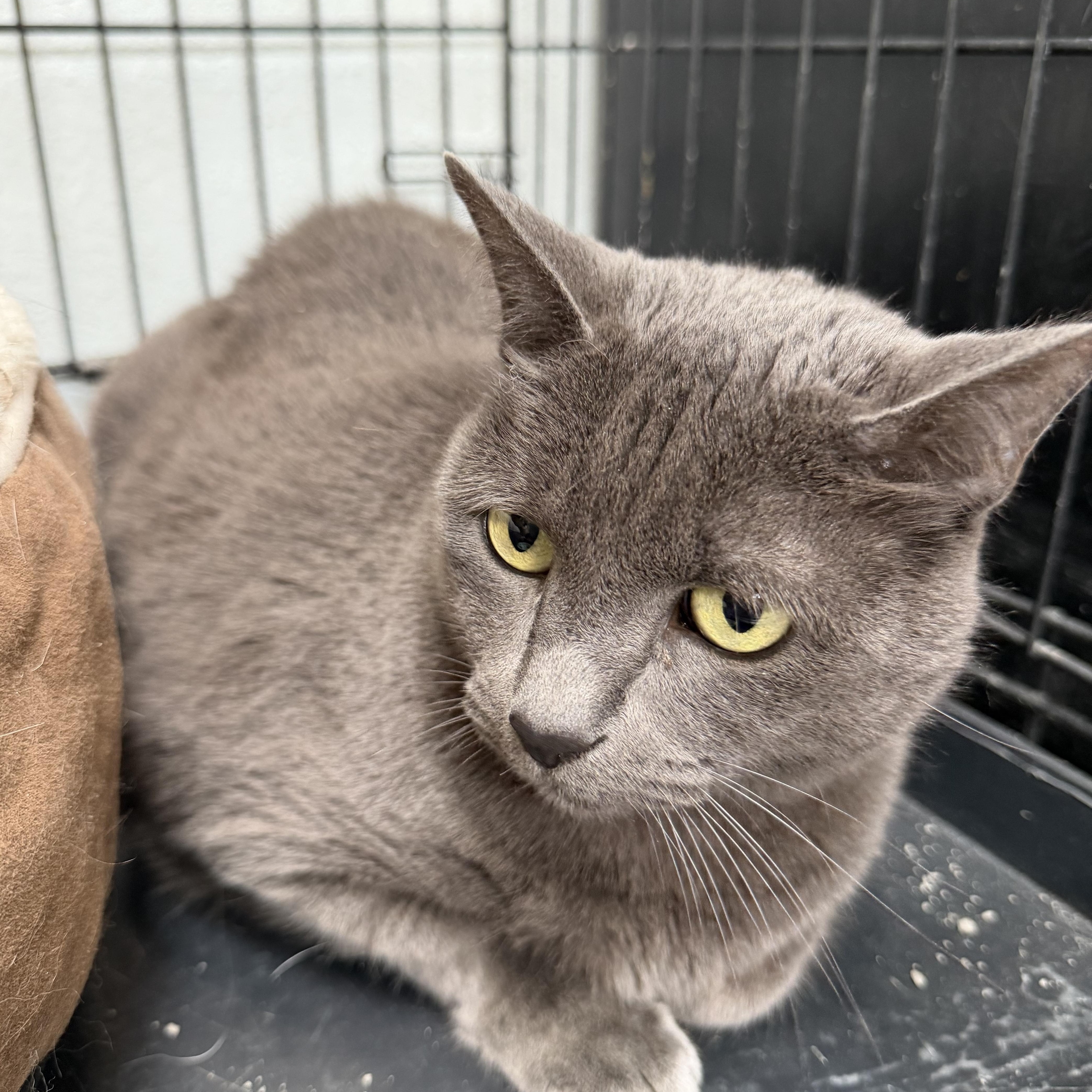 Enlarge Stormy, an adopted Domestic Short Hair in Estes Park, CO image 1/1