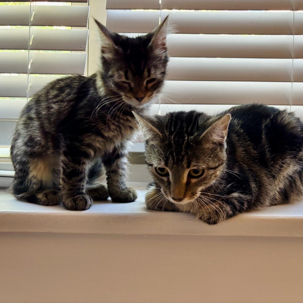 Pinkerton, a Adoptable Domestic Short Hair in Evanston, IL image 1/4