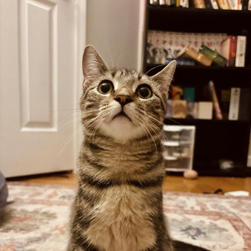 Pinkerton, Adoptable, Kitten Female Domestic Short Hair.