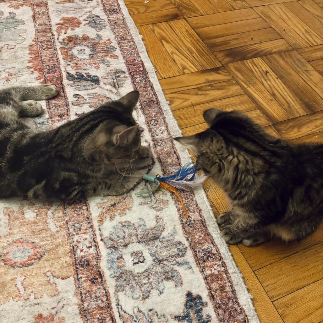 Pinkerton, a Adoptable Domestic Short Hair in Evanston, IL image 3/4