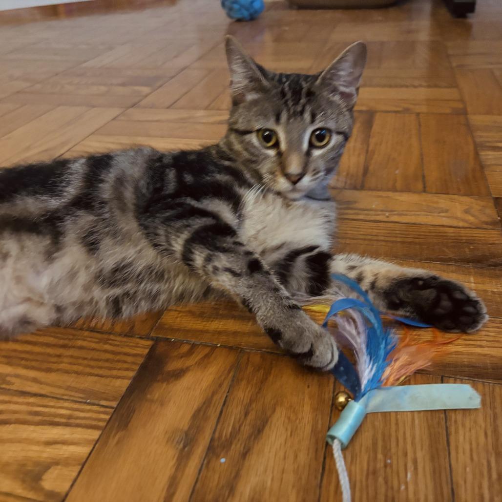 Pinkerton, a Adoptable Domestic Short Hair in Evanston, IL image 4/4