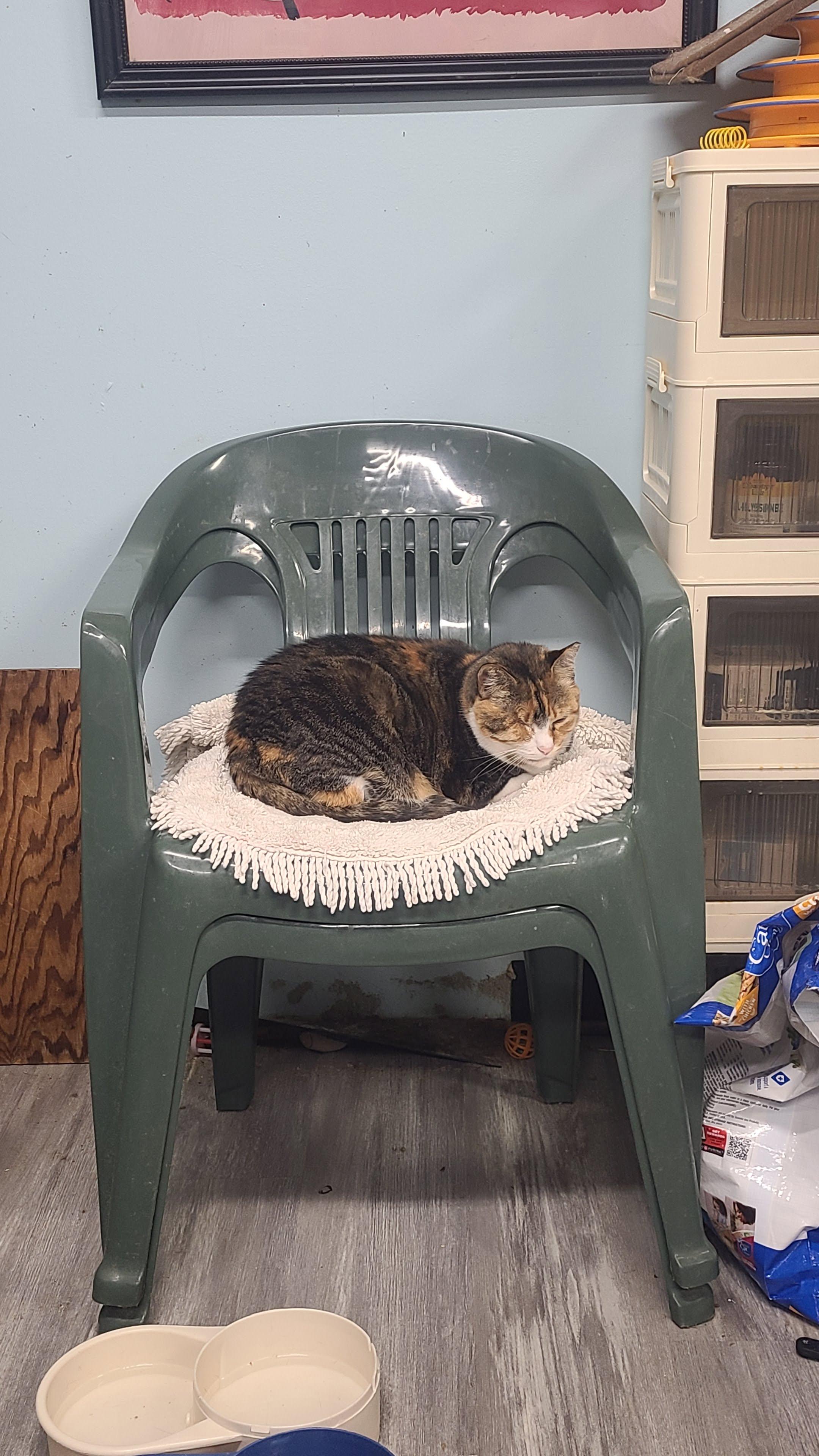 Enlarge Sophie, a ADOPTABLE Domestic Short Hair in Norfolk, VA image 6/6