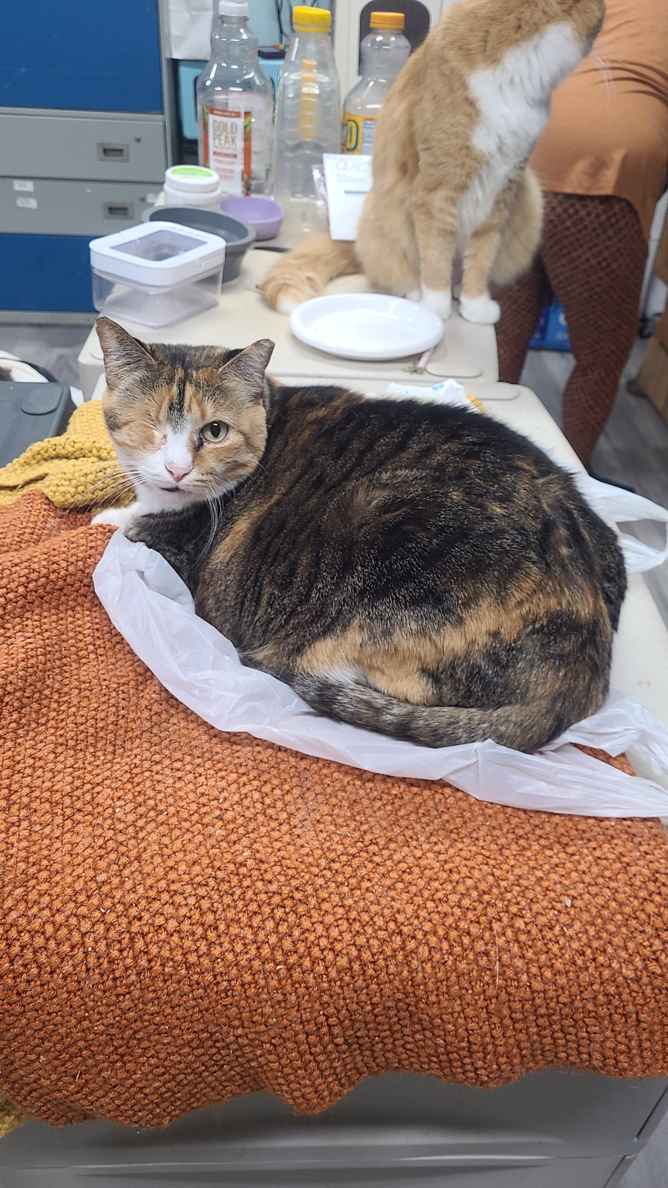 Enlarge Sophie, a ADOPTABLE Domestic Short Hair in Norfolk, VA image 2/6