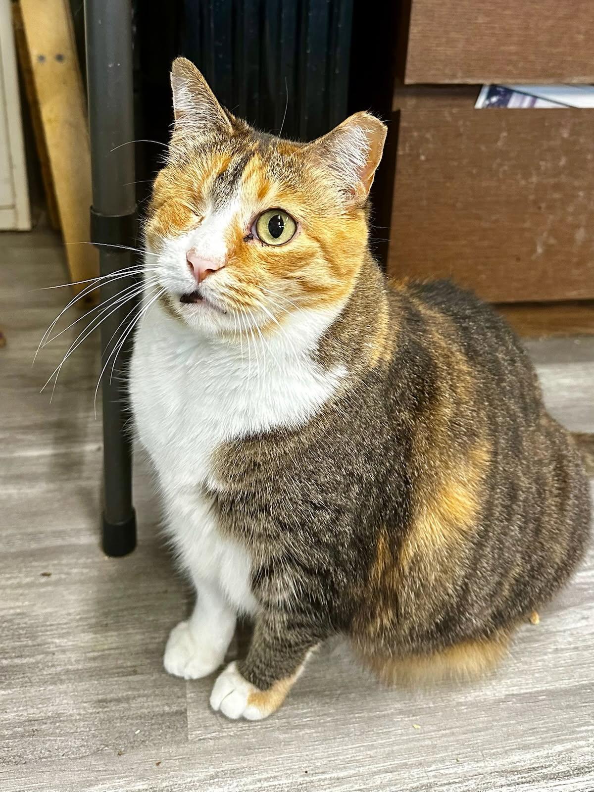 Sophie, ADOPTABLE, Adult Female Domestic Short Hair.
