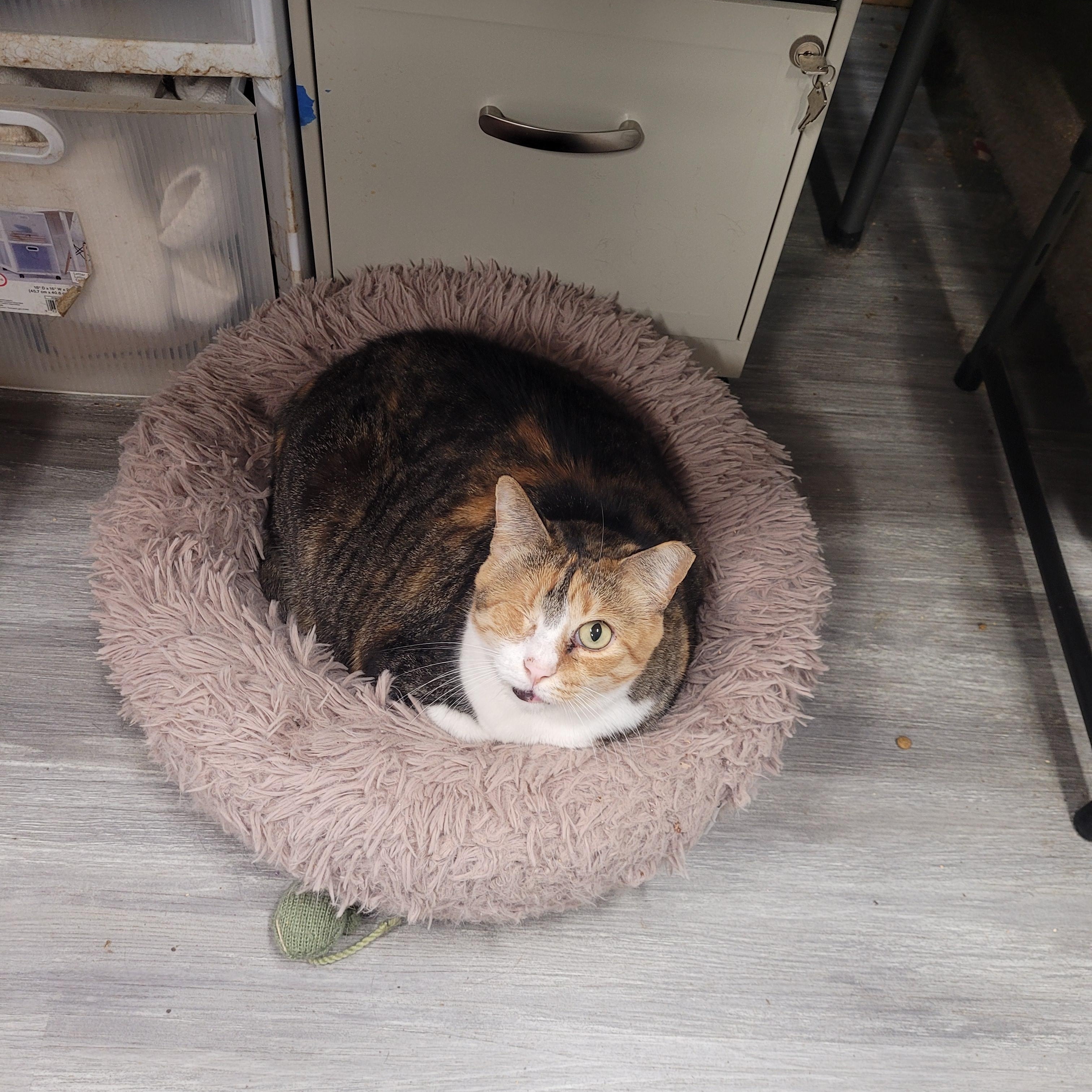 Sophie, ADOPTABLE, Adult Female Domestic Short Hair.