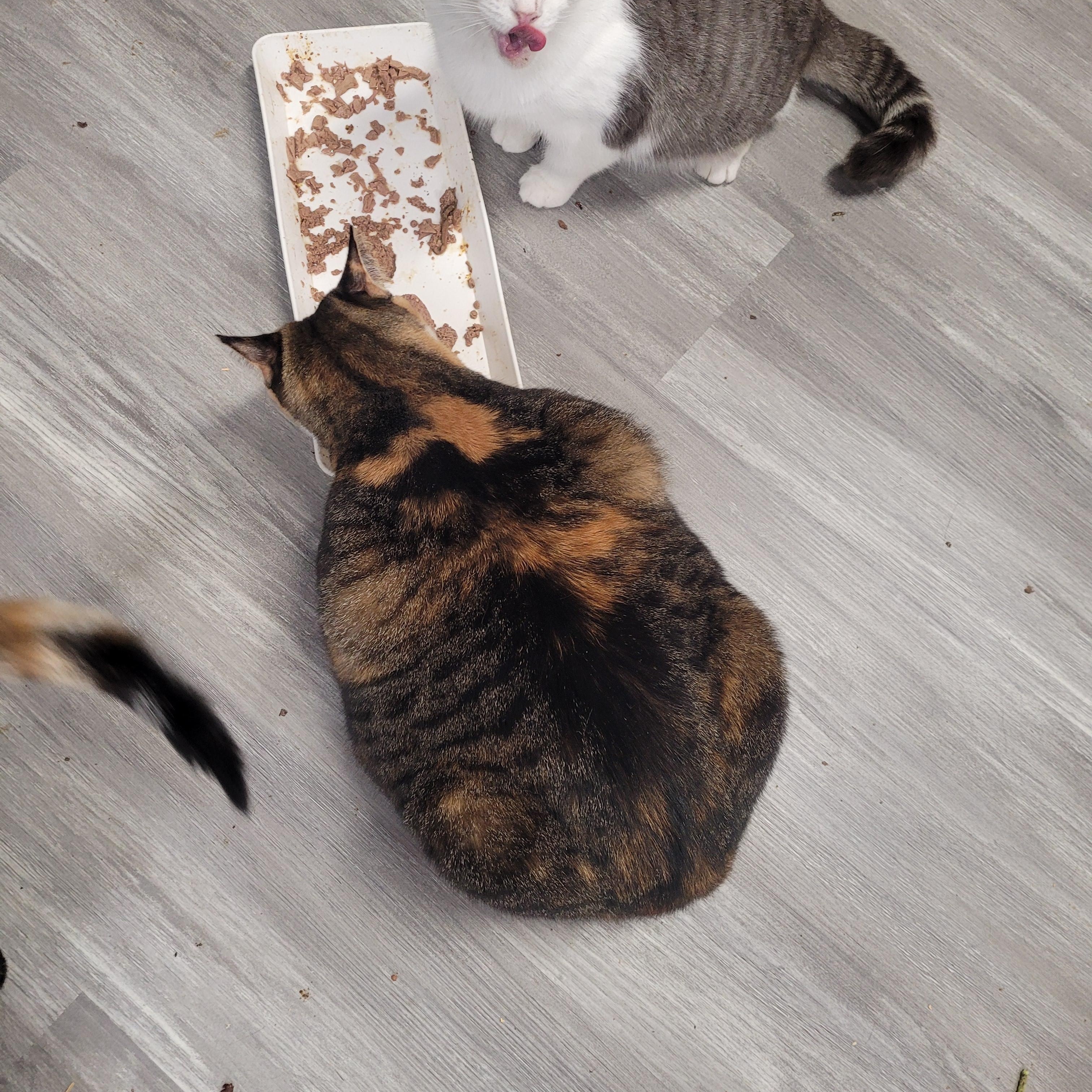 Enlarge Sophie, a ADOPTABLE Domestic Short Hair in Norfolk, VA image 4/6