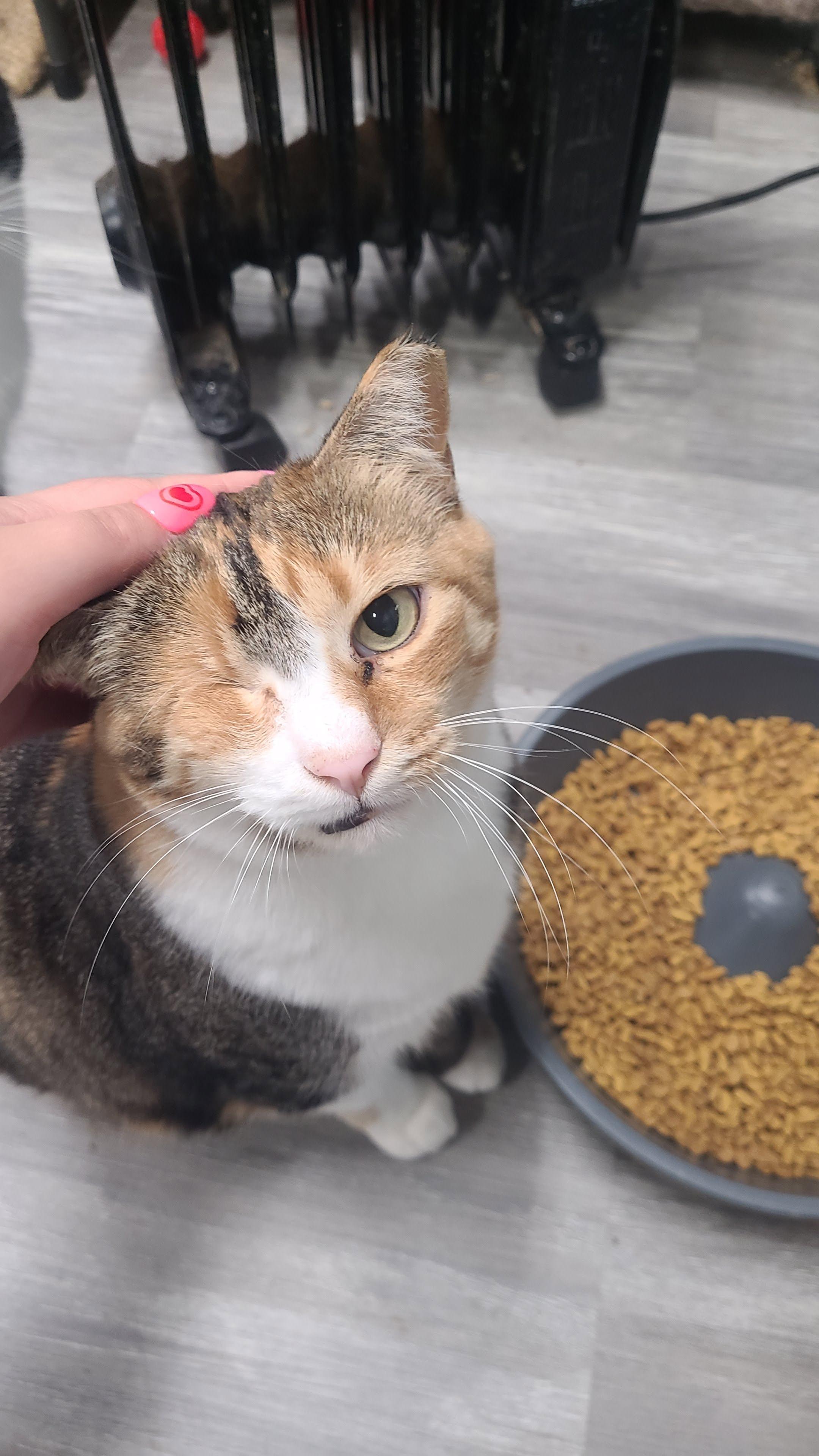 Enlarge Sophie, a ADOPTABLE Domestic Short Hair in Norfolk, VA image 3/6