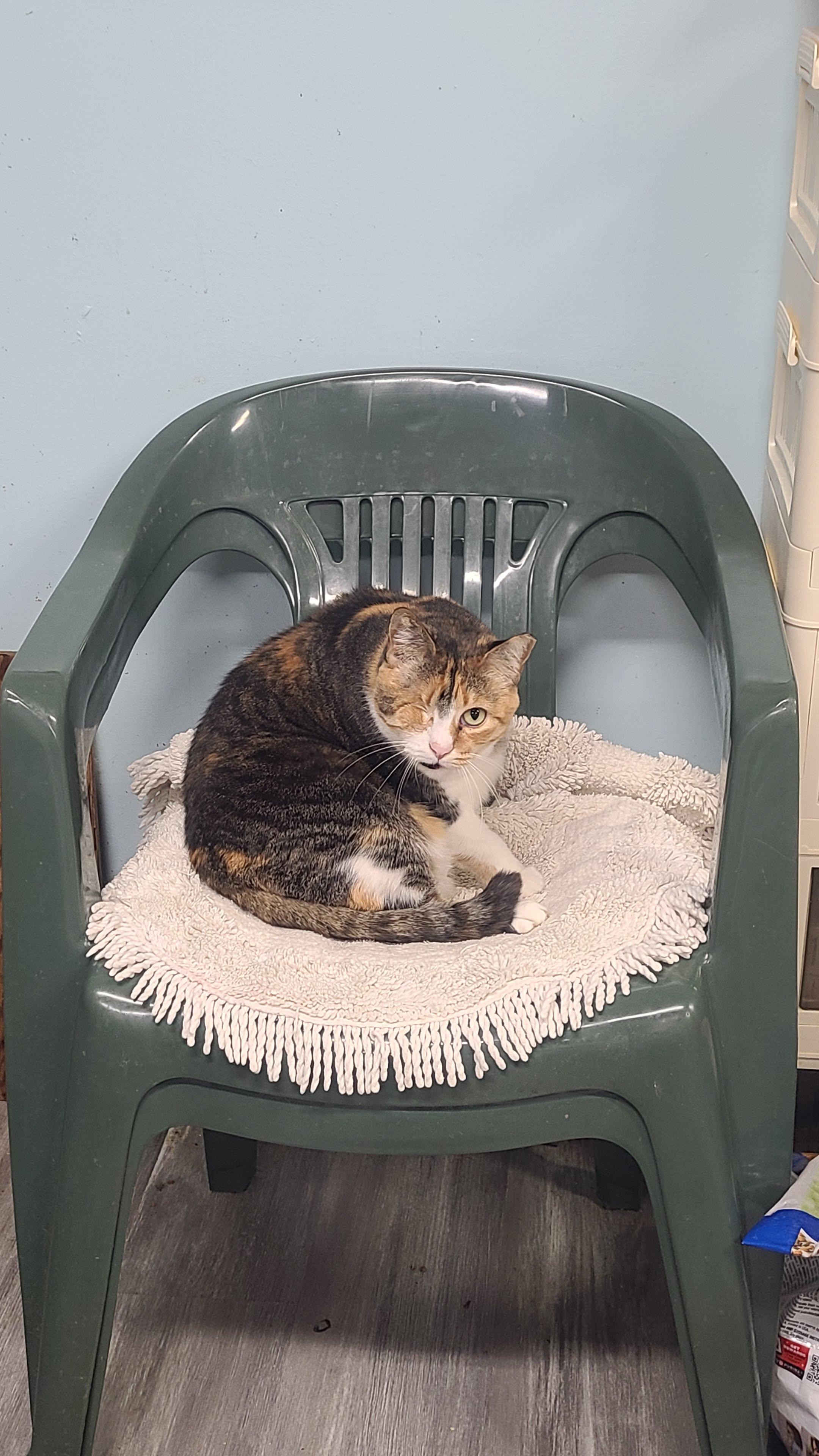 Enlarge Sophie, a ADOPTABLE Domestic Short Hair in Norfolk, VA image 5/6