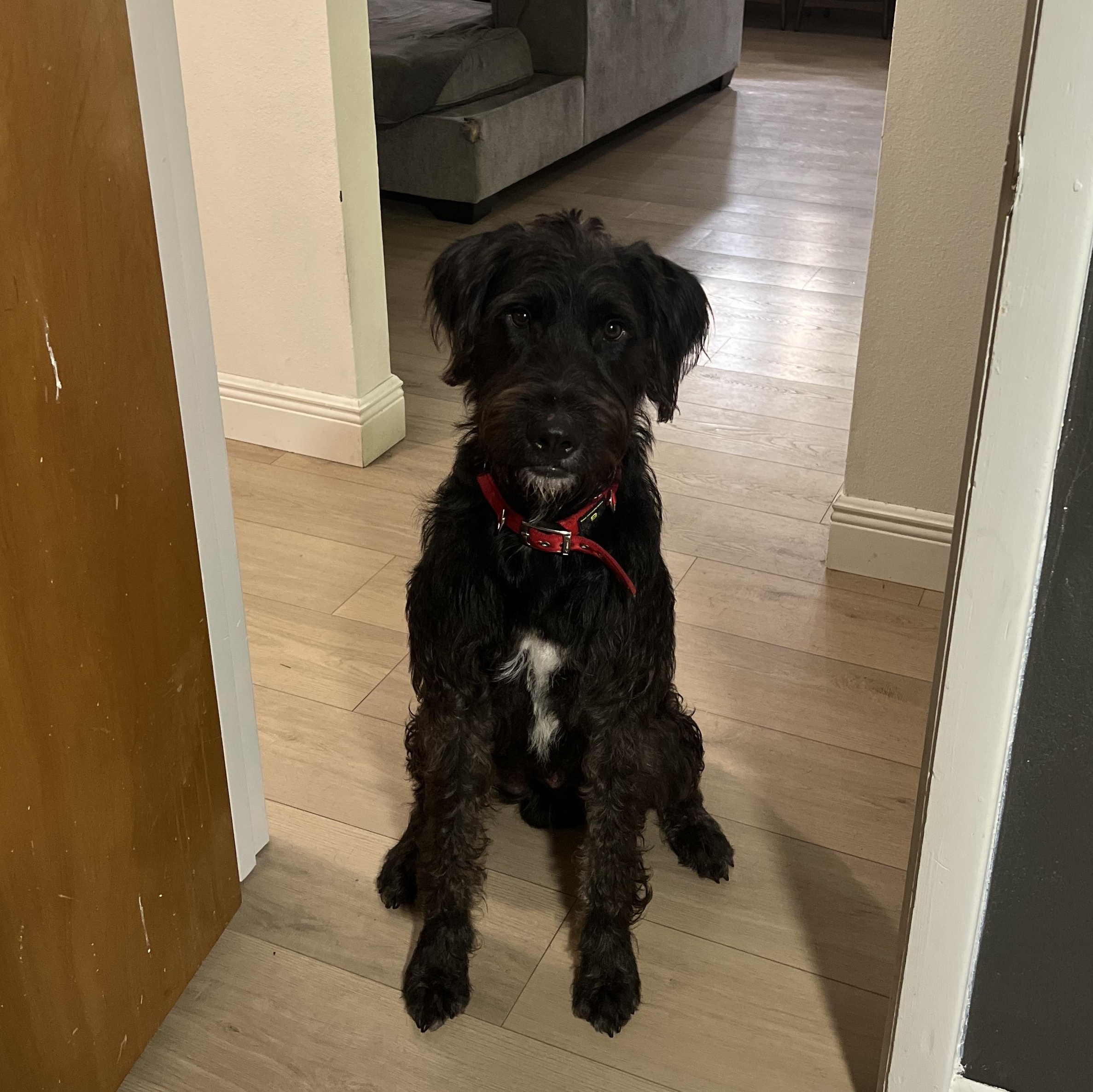 Cane, an adoptable mixed breed in Maitland, FL image 2/6