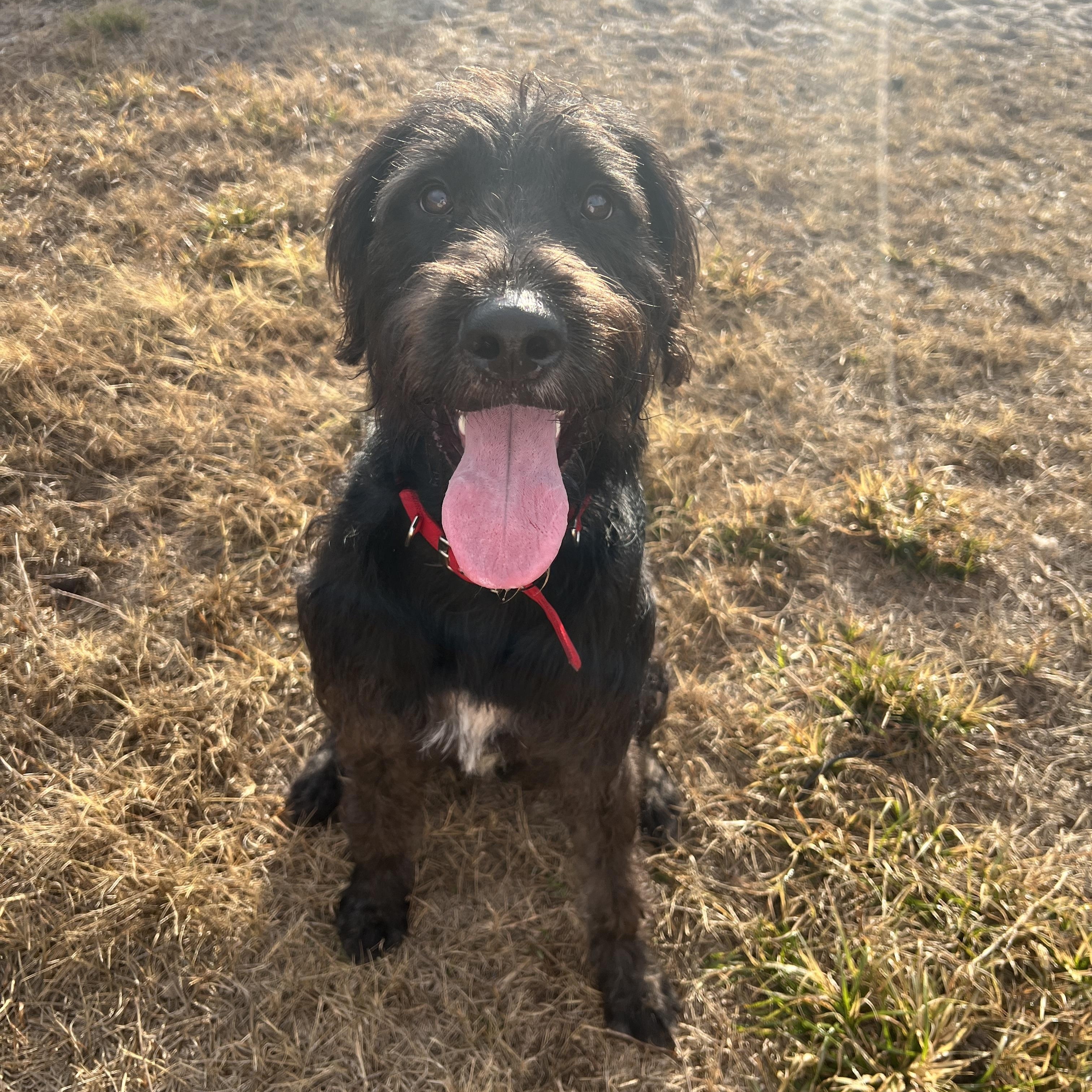 Cane, an adoptable mixed breed in Maitland, FL image 1/6